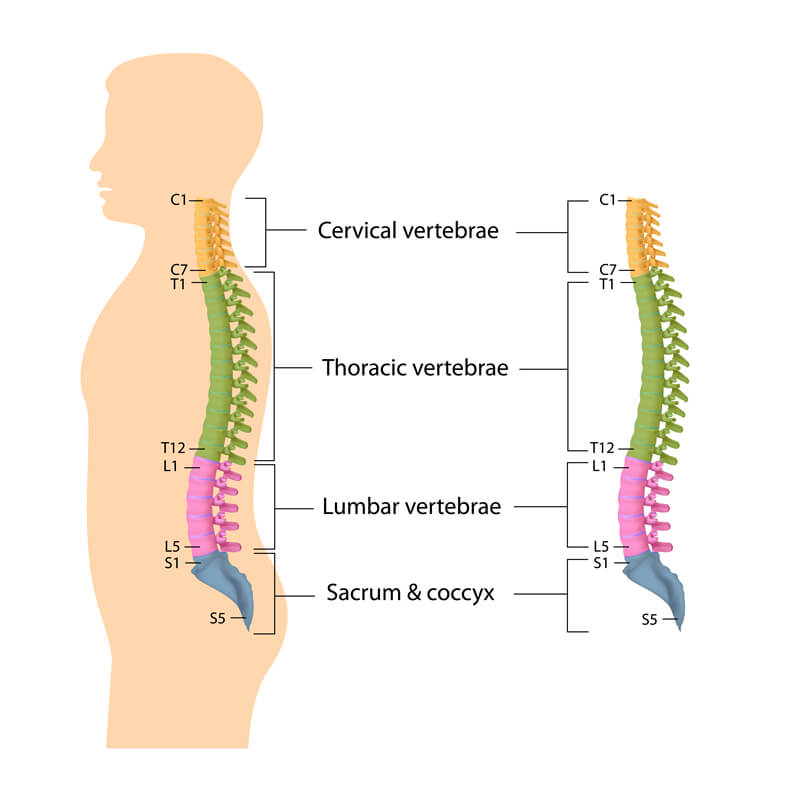 Vertebral Body Fractures and Vertebral Compression Fractures